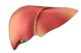 hepatoza