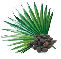 Palmette